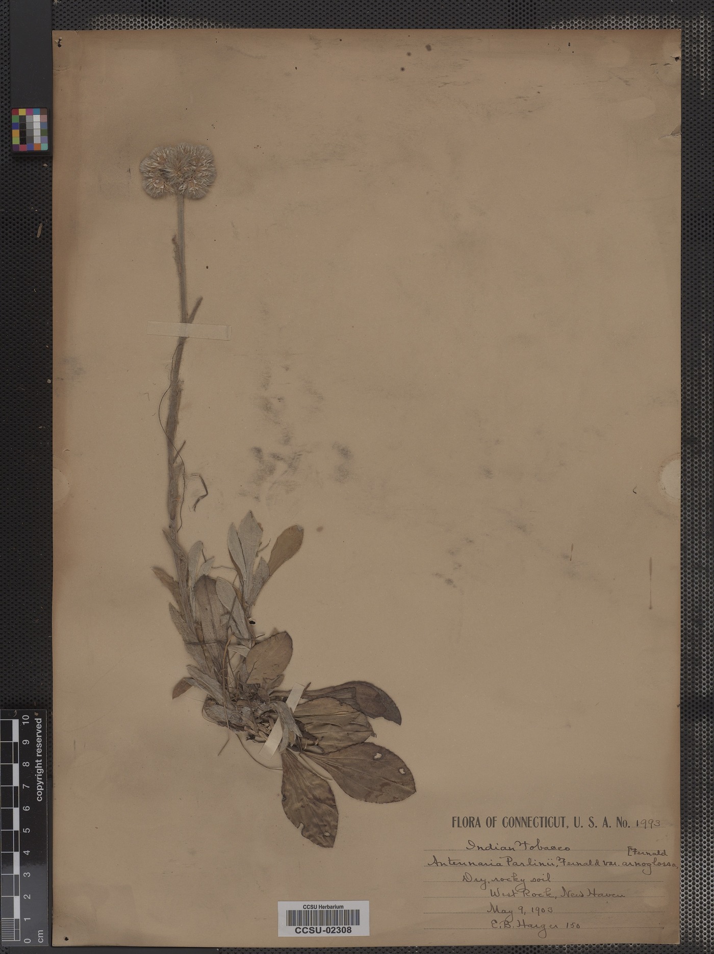 Antennaria parlinii var. arnoglossa image