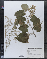Image of Poranopsis paniculata
