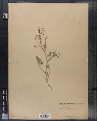 Fumaria officinalis image