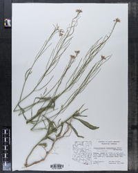 Image of Schoenocrambe linearifolia
