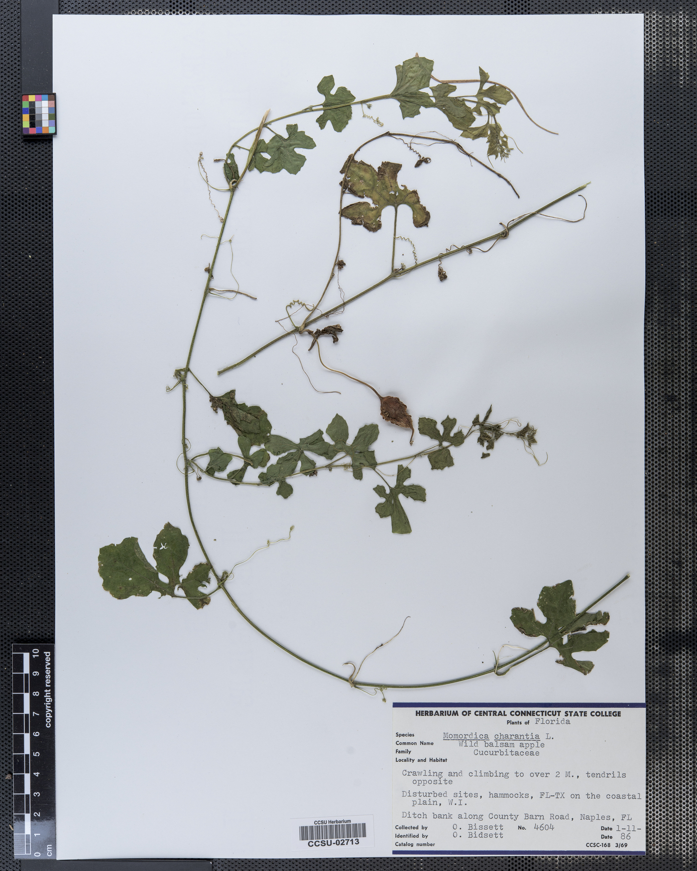 Cucurbitaceae image