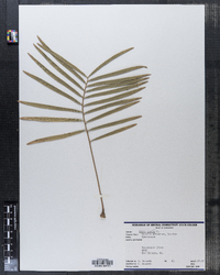 Image of Zamia pumila