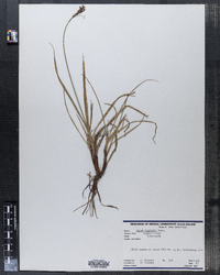 Carex bigelowii image