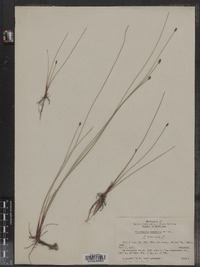 Eleocharis compressa image