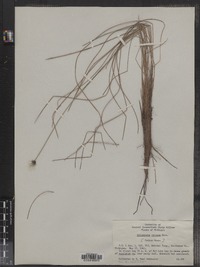 Eriophorum vaginatum var. spissum image