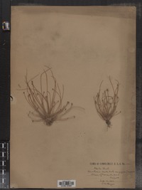 Eleocharis ovata image