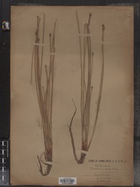 Eleocharis ovata image