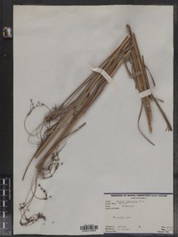 Scirpus cyperinus image