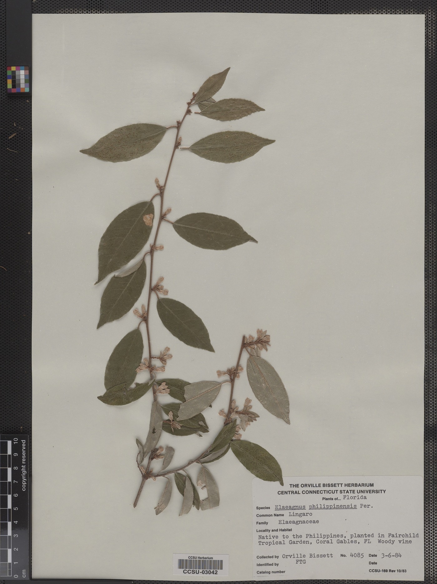 Elaeagnus philippensis image