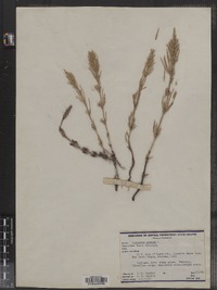 Equisetum arvense image