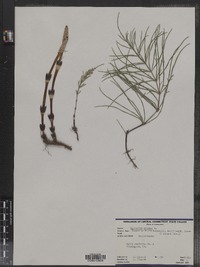 Equisetum arvense image