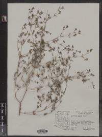 Image of Chamaesyce florida