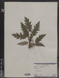 Image of Quercus acutissima