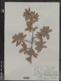 Image of Quercus arizonica