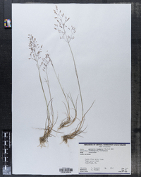 Agrostis hyemalis image