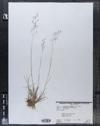 Agrostis hyemalis image