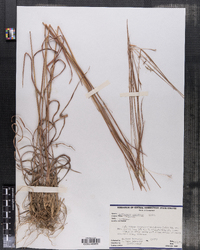 Schizachyrium scoparium var. scoparium image