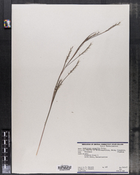 Schizachyrium scoparium var. scoparium image