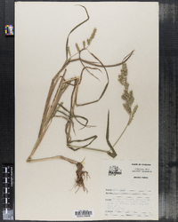 Echinochloa crus-galli image