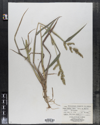 Echinochloa crusgalli image