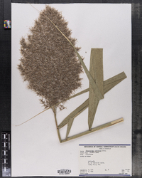 Phragmites australis image