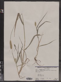 Setaria pumila ssp. pumila image