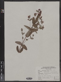 Hypericum majus image