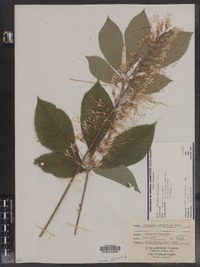 Aesculus parviflora image