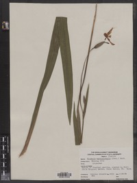 Image of Trimezia martinicensis
