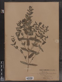 Scutellaria galericulata image