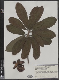 Image of Couroupita guianensis