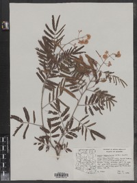 Acacia angustissima image