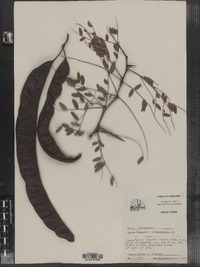 Gleditsia triacanthos image