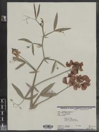 Lathyrus odoratus image