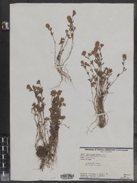 Trifolium arvense image