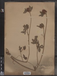 Trifolium pratense image