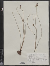 Dichelostemma capitatum ssp. capitatum image