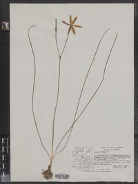 Image of Milla biflora