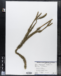 Lycopodium phlegmaria image