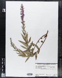 Lythrum salicaria image