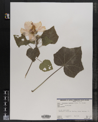 Image of Hibiscus indicus