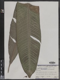 Image of Heliconia metallica