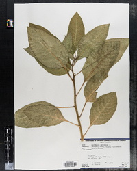 Phytolacca americana image