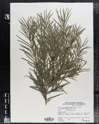 Image of Podocarpus gracilior
