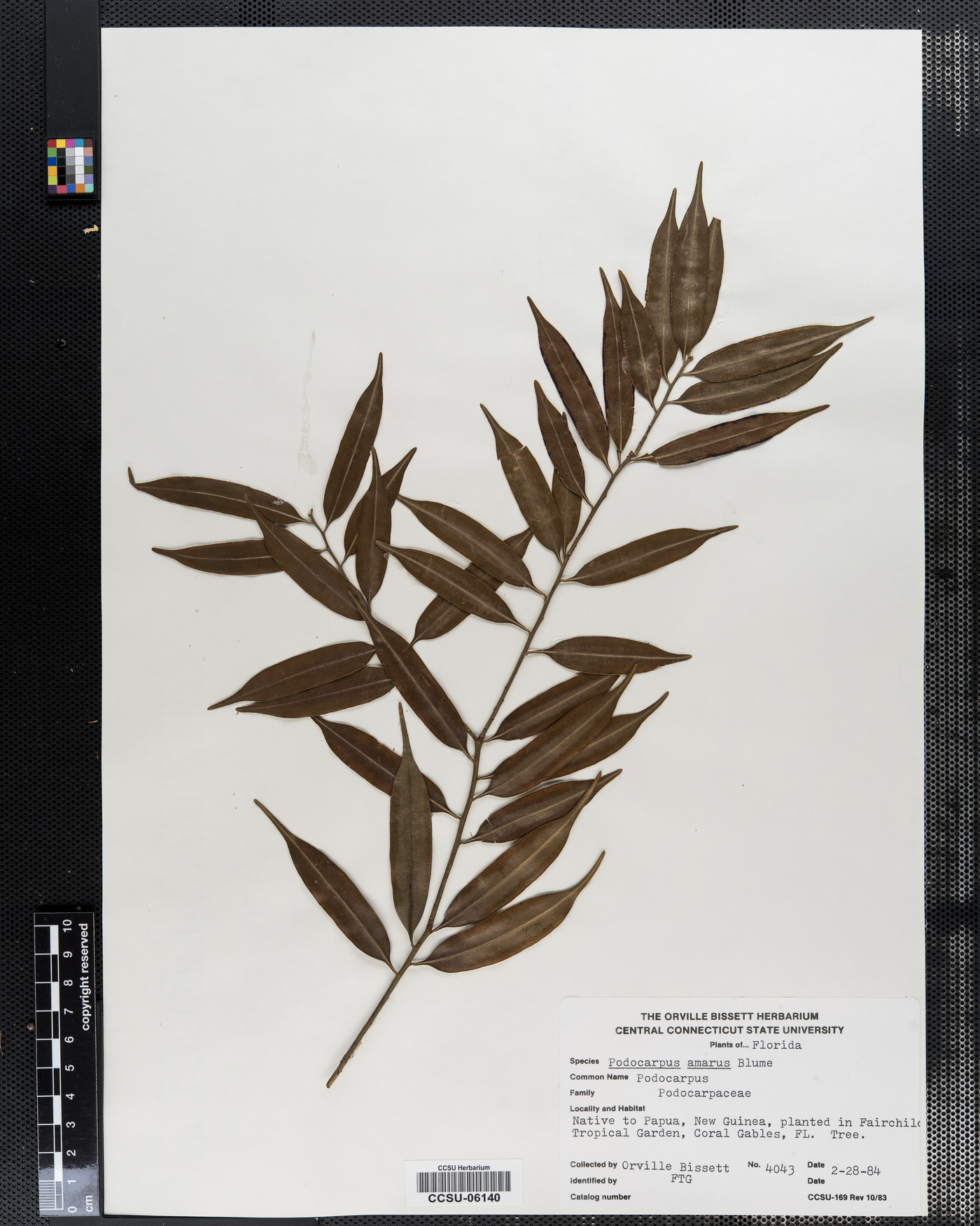 Podocarpus amarus image