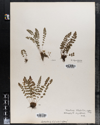 Woodsia hyperborea image