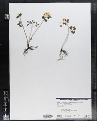 Thalictrum thalictroides image