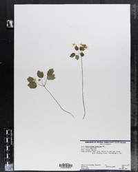 Thalictrum clavatum image