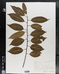 Prunus serotina image