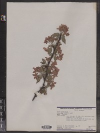 Malus sylvestris image